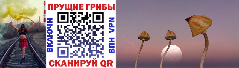 Псилоцибиновые грибы Psilocybe  Лиски 